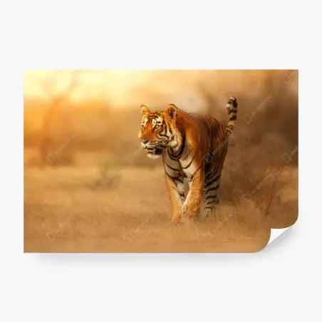 Papier peint tigre majestueux au coucher de soleil – Wallnifity®