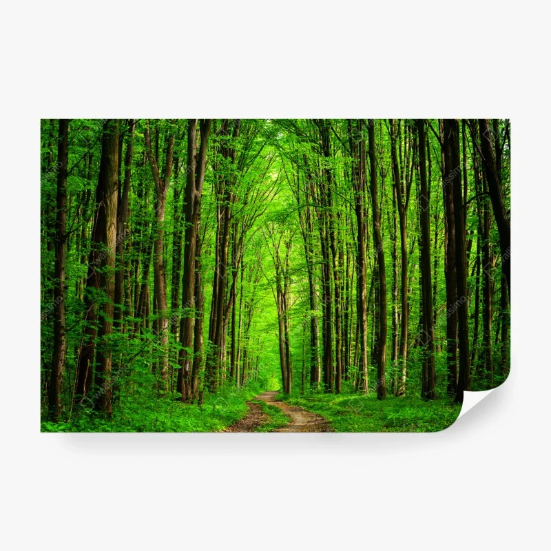 Papier peint allée forestière verdoyante – Wallnifity® Papier peint allée forestière verdoyante – Wallnifity®