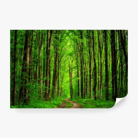 Papier peint allée forestière verdoyante – Wallnifity®