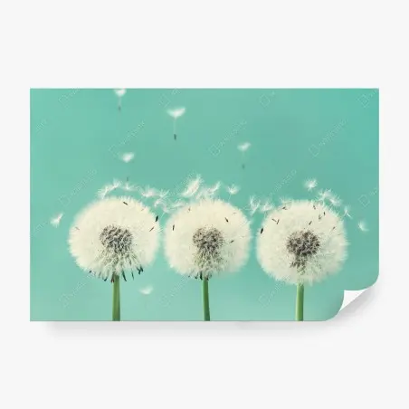 Papier peint souffle de pissenlits sur fond turquoise – Wallnifity®