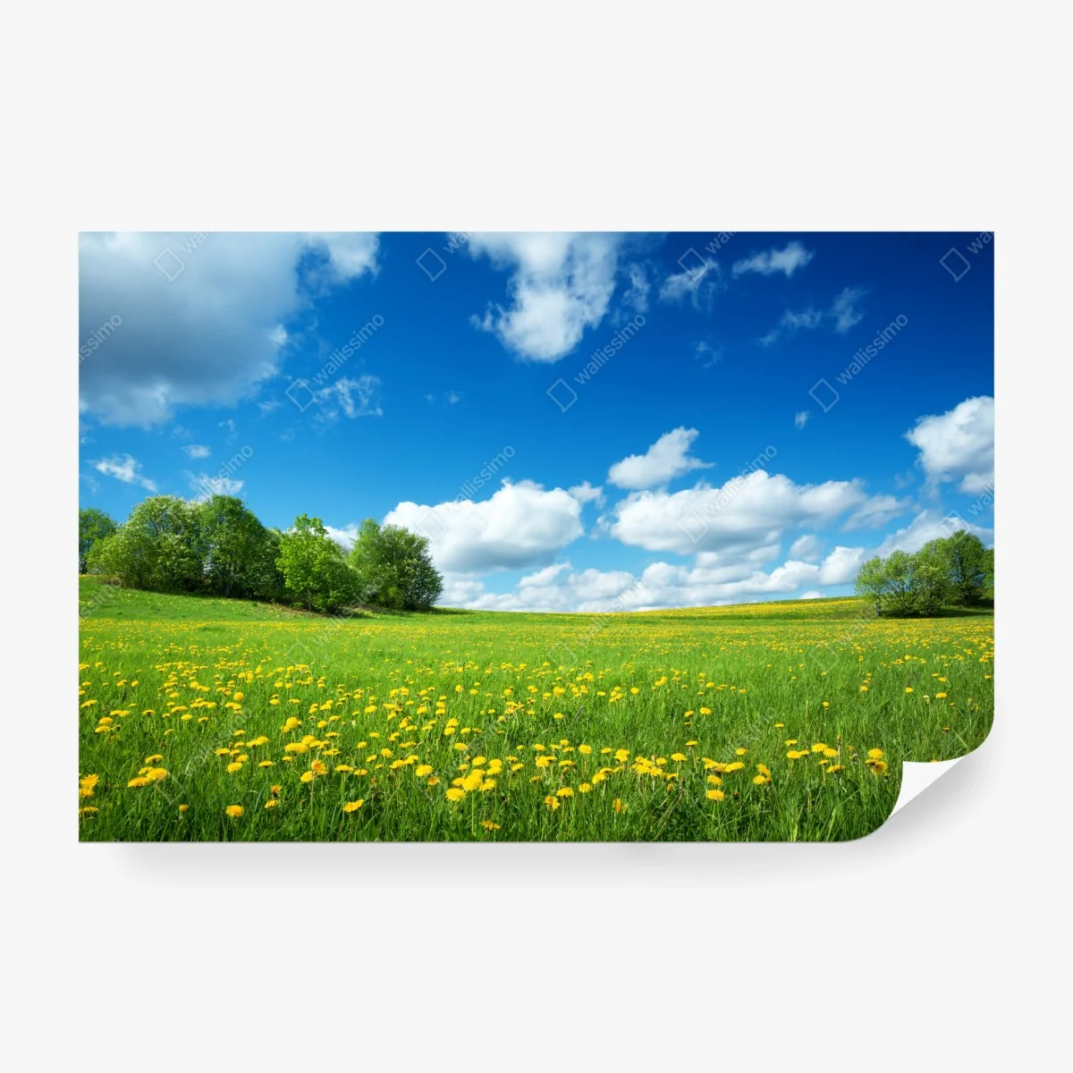 Papier peint prairie de pissenlits sous ciel bleu – Wallnifity® Papier peint prairie de pissenlits sous ciel bleu – Wallnifity®