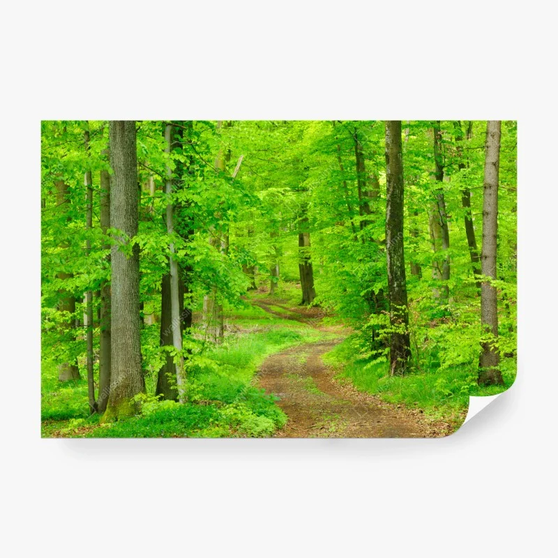 Papier peint sentier verdoyant en forêt – Wallnifity® Papier peint sentier verdoyant en forêt – Wallnifity®