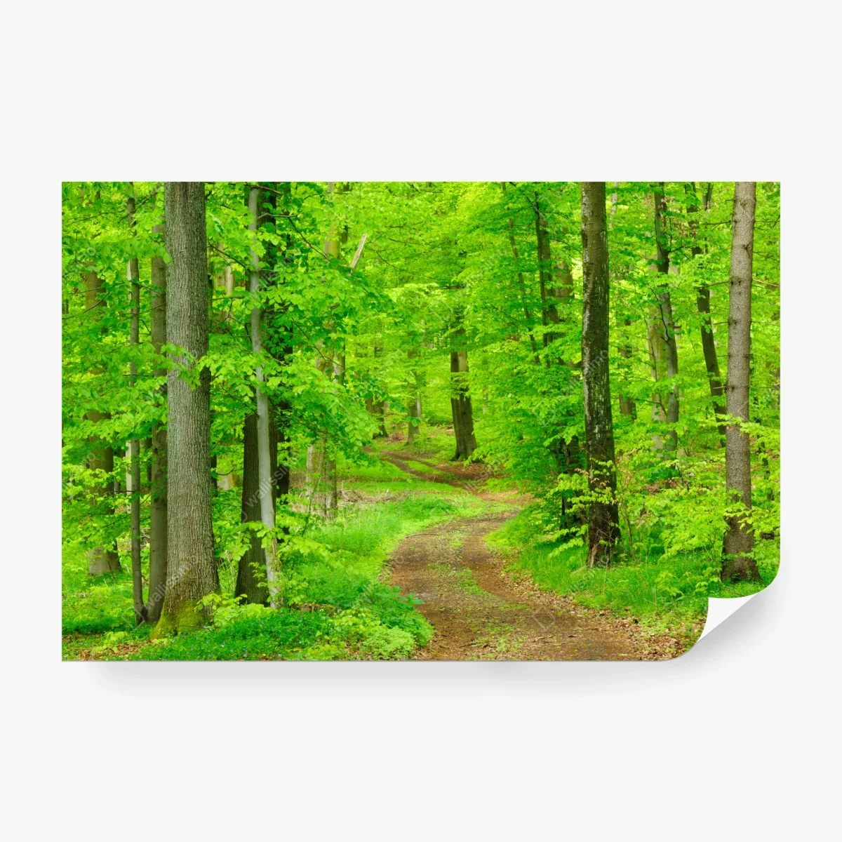 Papier peint sentier verdoyant en forêt – Wallnifity® Papier peint sentier verdoyant en forêt – Wallnifity®