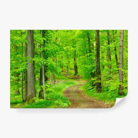 Papier peint sentier verdoyant en forêt – Wallnifity®