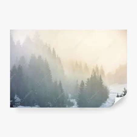 Papier peint brume matinale sur la forêt d'épicéas – Wallnifity®