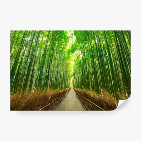 Papier peint allée de bambous d'Arashiyama, Kyoto – Wallnifity®