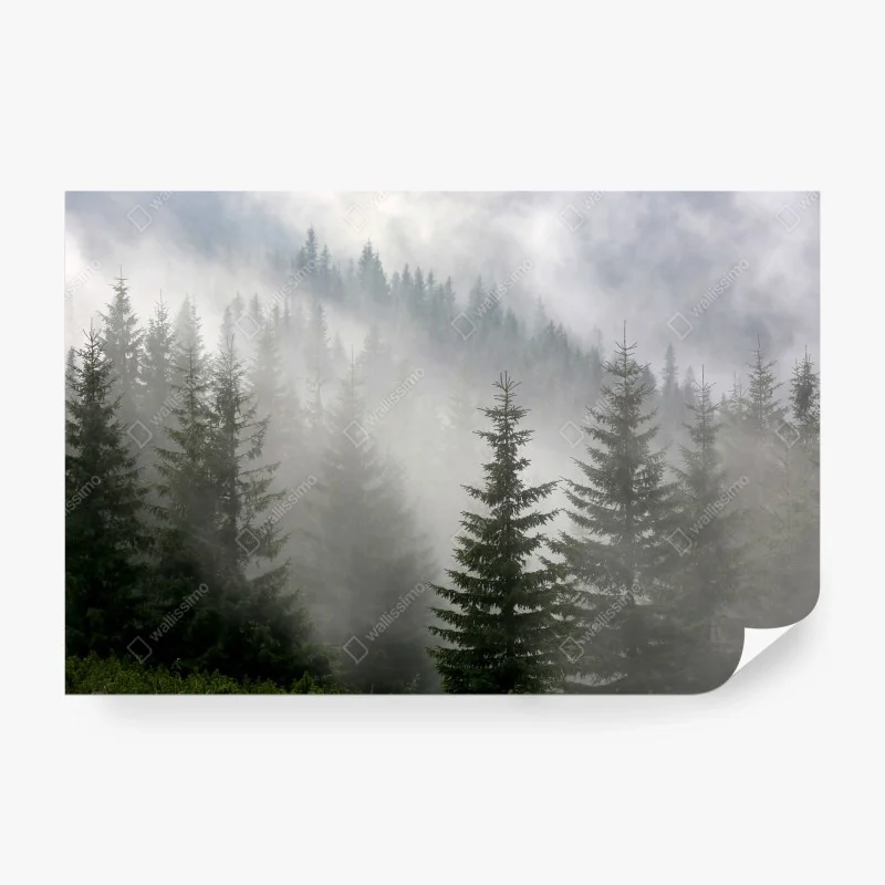 Papier peint forêt de pins dans la brume matinale – Wallnifity®