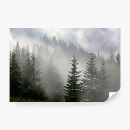 Papier peint forêt de pins dans la brume matinale – Wallnifity®