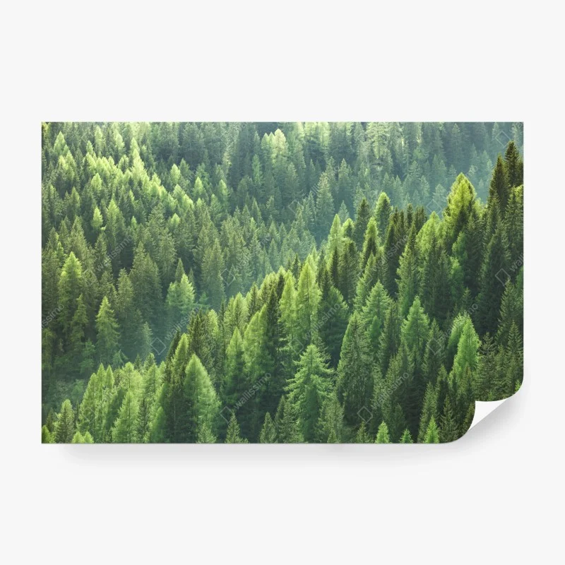 Papier peint forêt de conifères verdoyante – Wallnifity® Papier peint forêt de conifères verdoyante – Wallnifity®