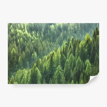 Papier peint forêt de conifères verdoyante – Wallnifity®