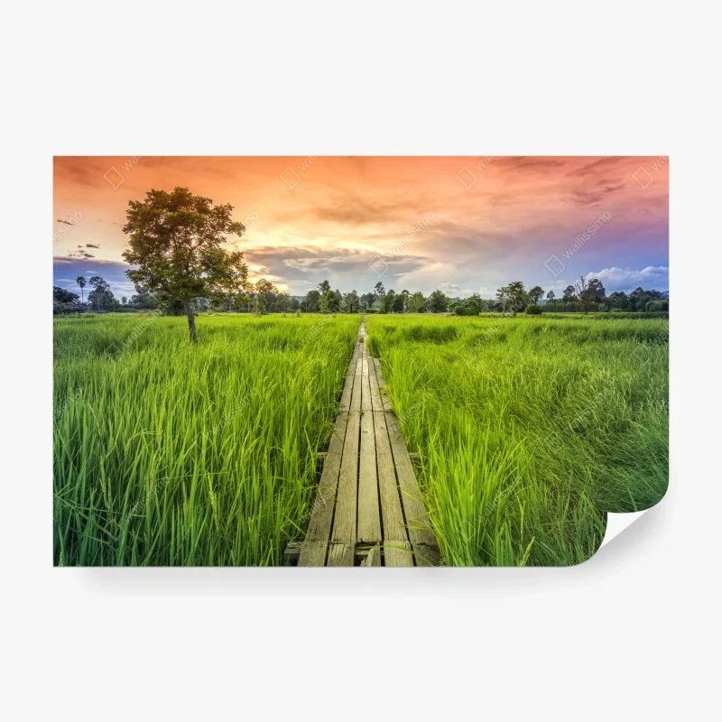 Papier peint chemin en bois au milieu des rizières – Wallnifity®