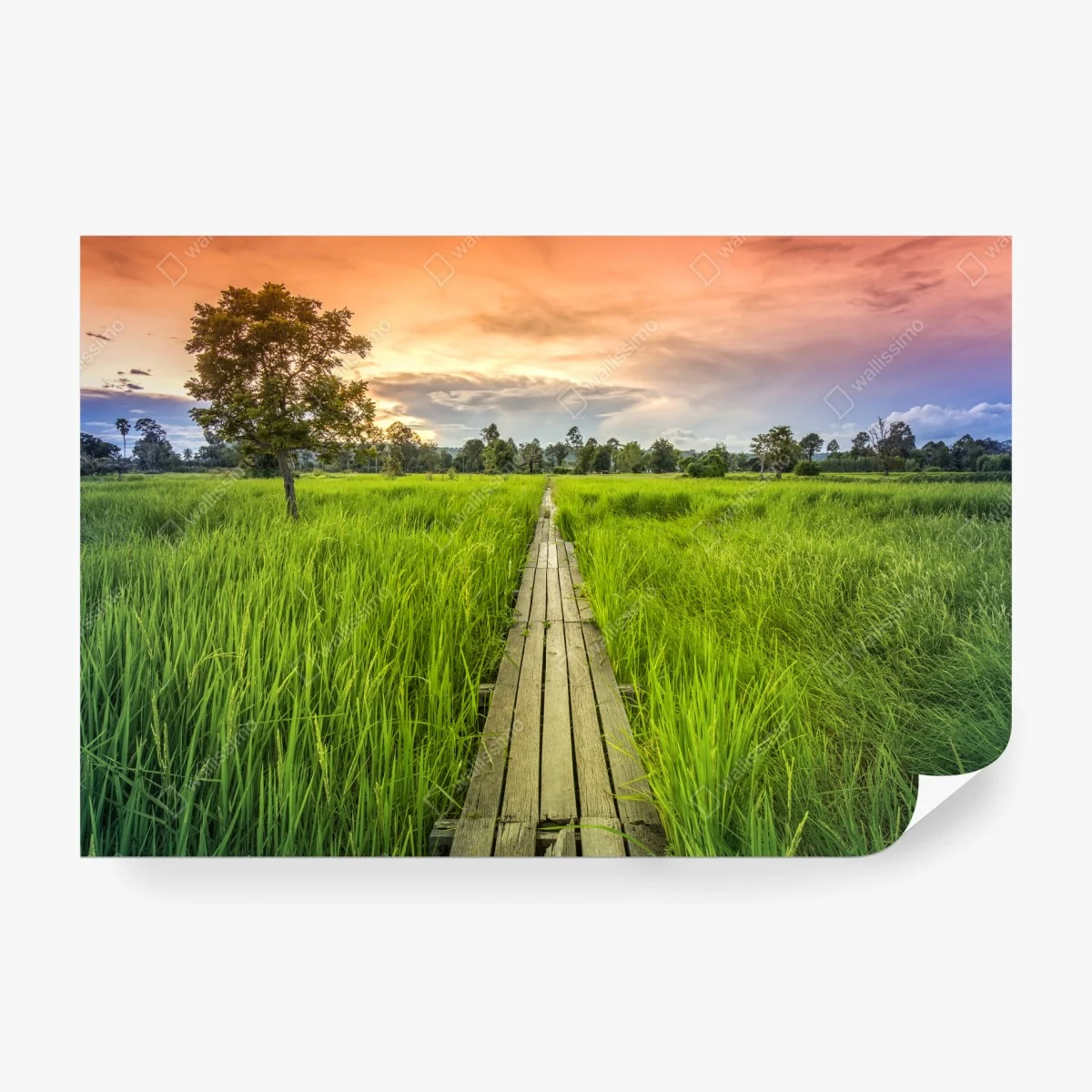 Papier peint chemin en bois au milieu des rizières – Wallnifity®