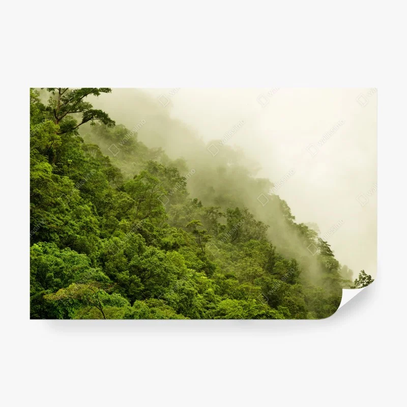 Papier peint brume sur la forêt tropicale de Cairns – Wallnifity® Papier peint brume sur la forêt tropicale de Cairns – Wallnifity®