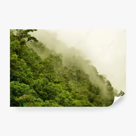 Papier peint brume sur la forêt tropicale de Cairns – Wallnifity®