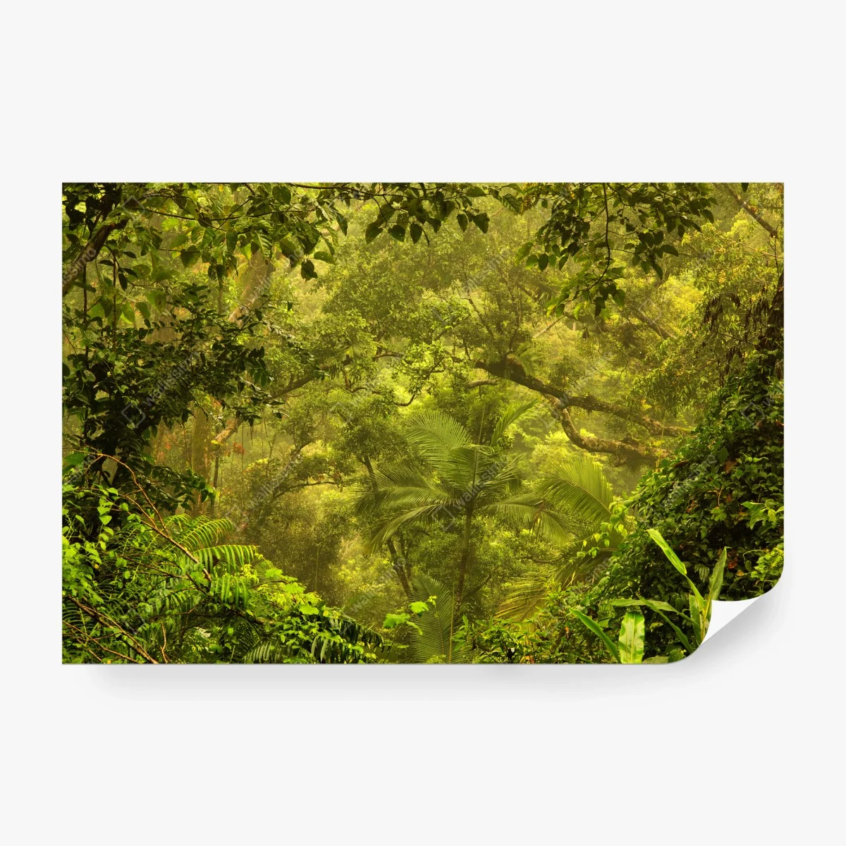 Papier peint canopée verdoyante de Cairns – Wallnifity® Papier peint canopée verdoyante de Cairns – Wallnifity®