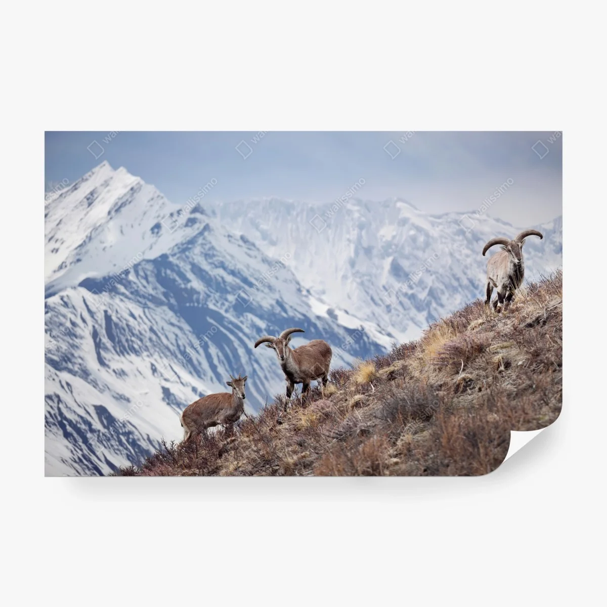 Papier peint mouflons bleus sur les pentes de l'Himalaya, Népal – Wallnifity® Papier peint mouflons bleus sur les pentes de l'Himalaya, Népal – Wallnifity®