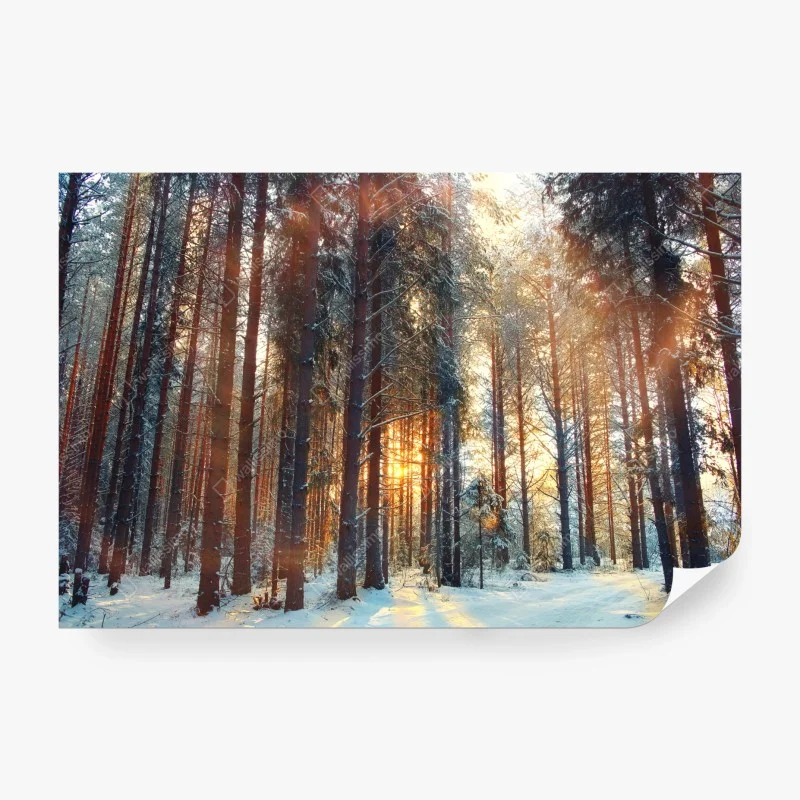 Papier peint forêt hivernale au lever du soleil – Wallnifity® Papier peint forêt hivernale au lever du soleil – Wallnifity®