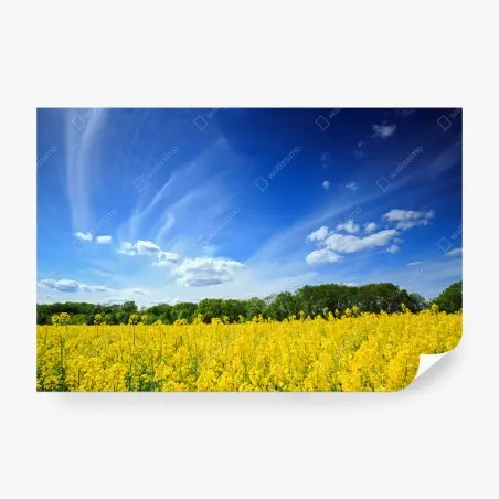 Papier peint horizon ensoleillé sur champ de colza en Pologne – Wallnifity®
