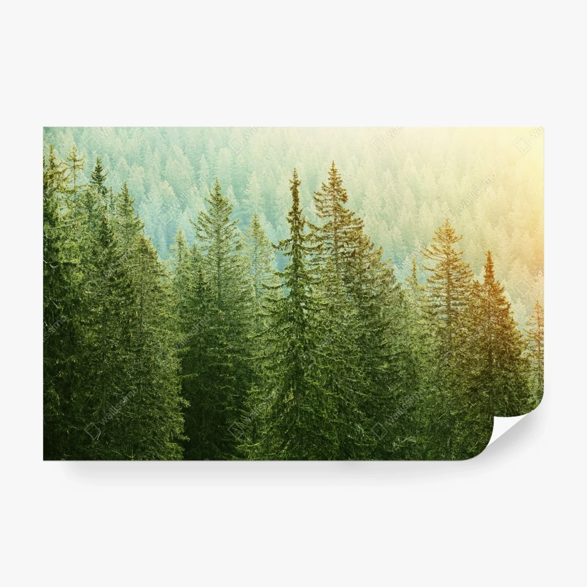 Papier peint forêt de conifères au lever du soleil – Wallnifity® Papier peint forêt de conifères au lever du soleil – Wallnifity®