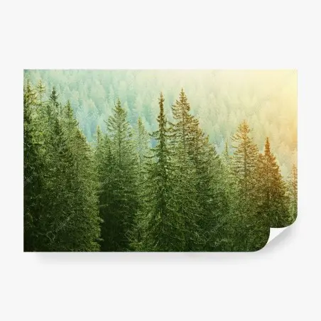 Papier peint forêt de conifères au lever du soleil – Wallnifity®
