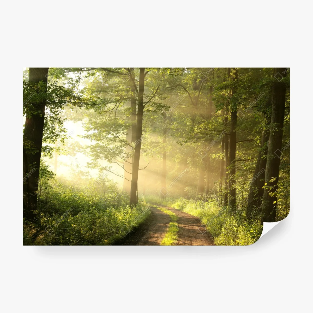 Papier peint matin doré dans la forêt – Wallnifity® Papier peint matin doré dans la forêt – Wallnifity®