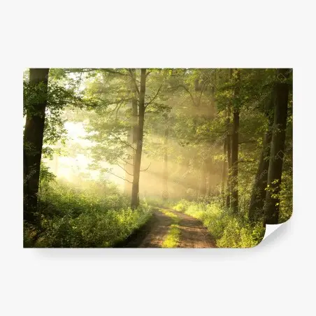 Papier peint matin doré dans la forêt – Wallnifity®