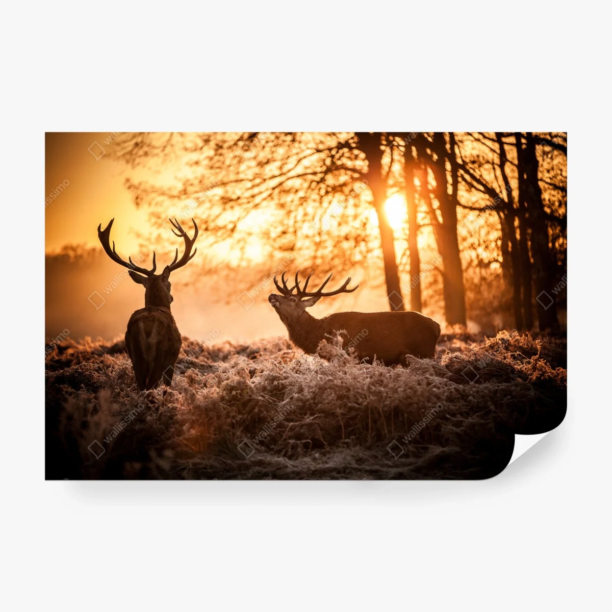 Papier peint brame des cerfs au lever du soleil – Wallnifity®