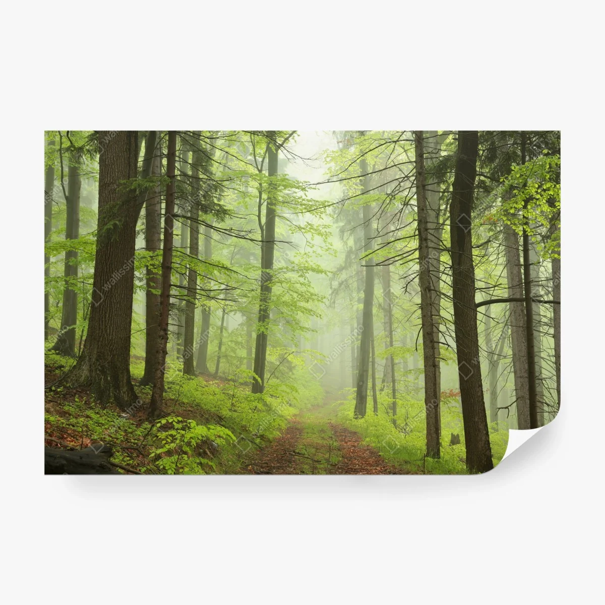 Papier peint sentier brumeux dans la forêt printanière – Wallnifity® Papier peint sentier brumeux dans la forêt printanière – Wallnifity®