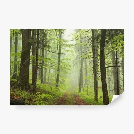 Papier peint sentier brumeux dans la forêt printanière – Wallnifity®