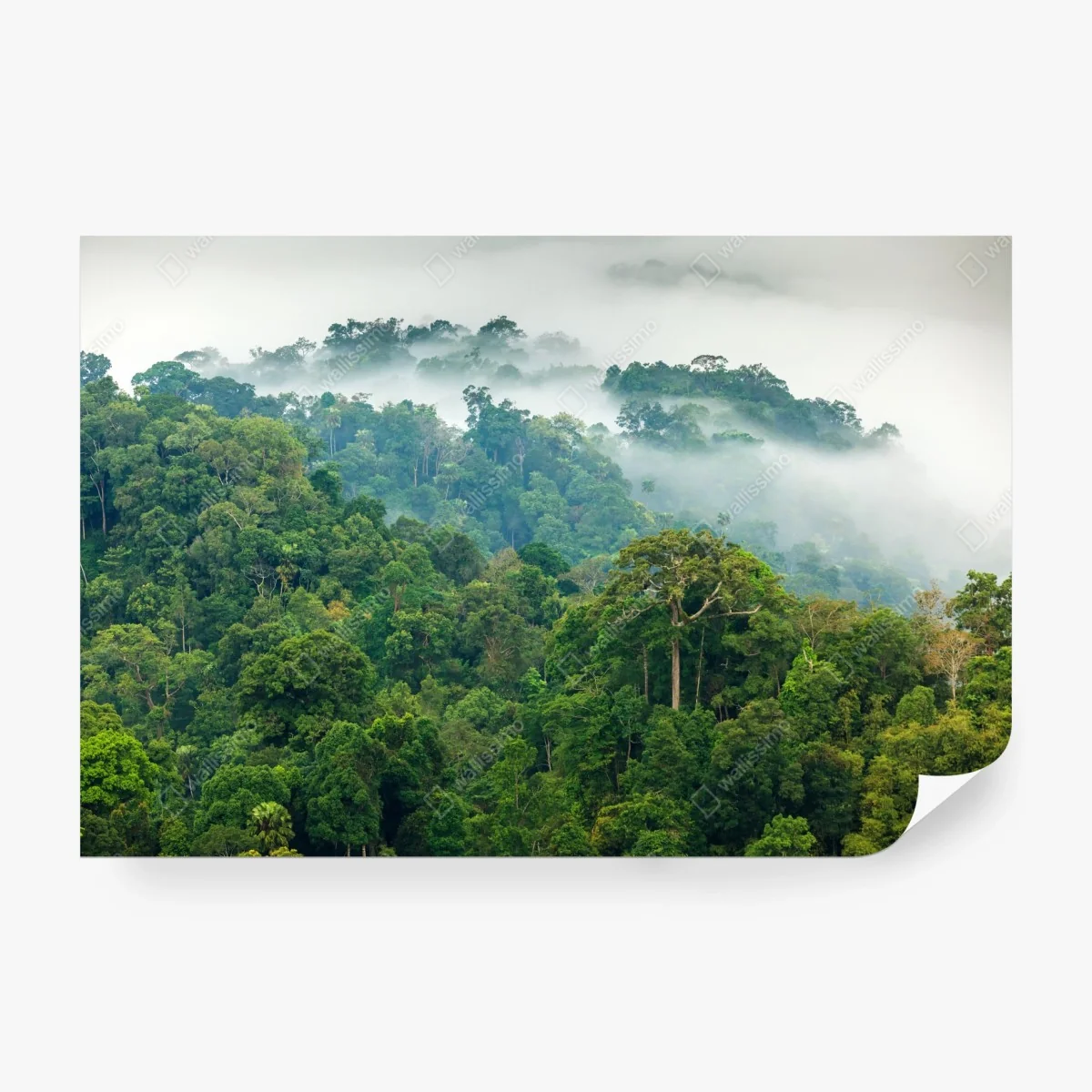 Papier peint brume matinale sur la forêt tropicale de Kaeng Krachan, Thaïlande – Wallnifity®