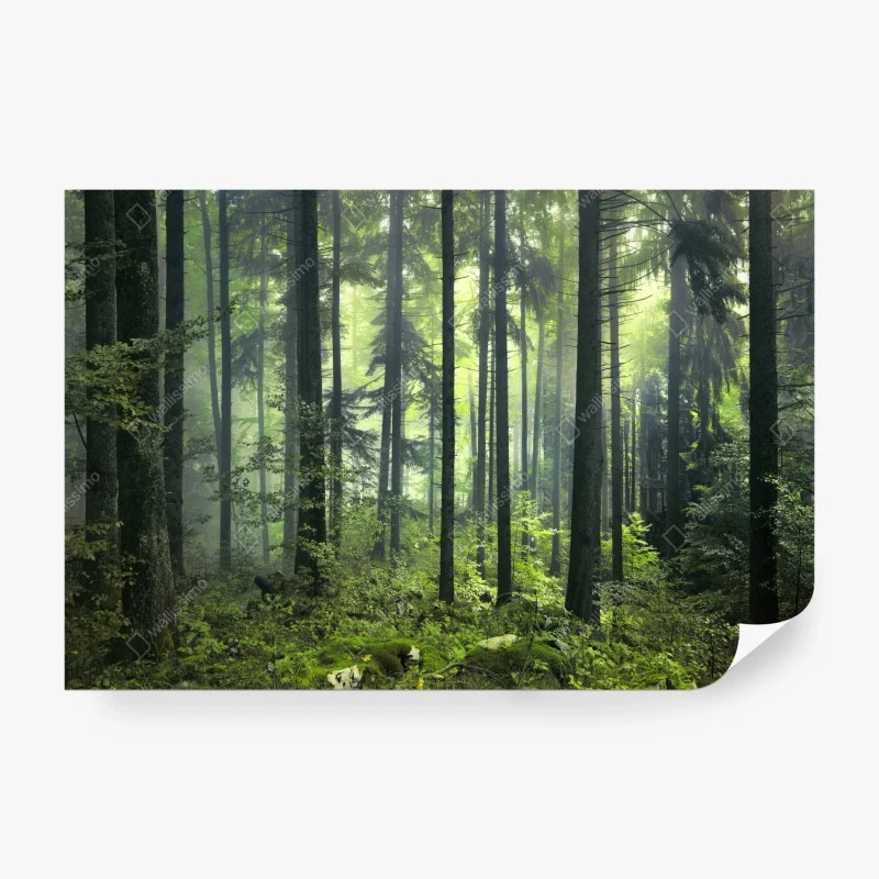 Papier peint forêt printanière mystérieuse au matin brumeux – Wallnifity® Papier peint forêt printanière mystérieuse au matin brumeux – Wallnifity®