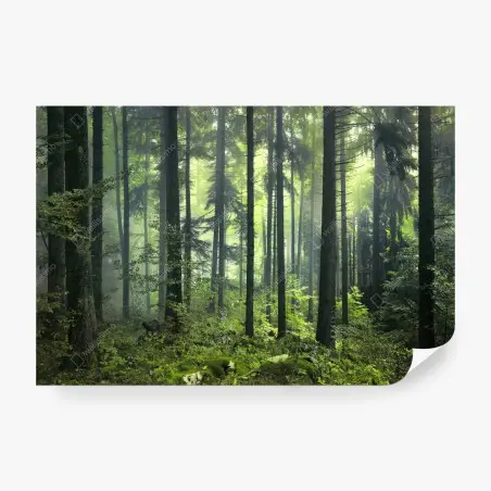 Papier peint forêt printanière mystérieuse au matin brumeux – Wallnifity®