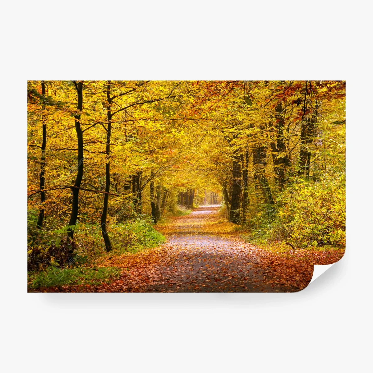 Papier peint allée forestière aux couleurs d'automne – Wallnifity® Papier peint allée forestière aux couleurs d'automne – Wallnifity®