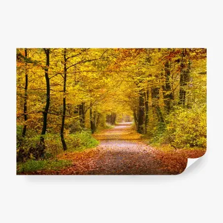Papier peint allée forestière aux couleurs d'automne – Wallnifity®