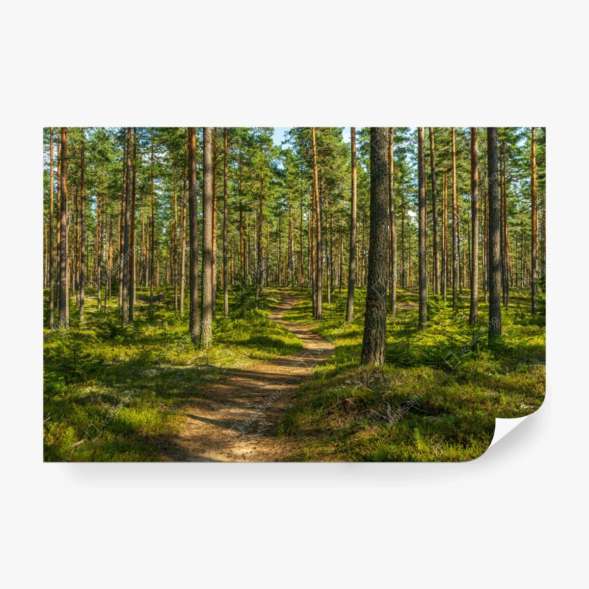 Papier peint promenade dans la forêt de pins en Suède – Wallnifity®