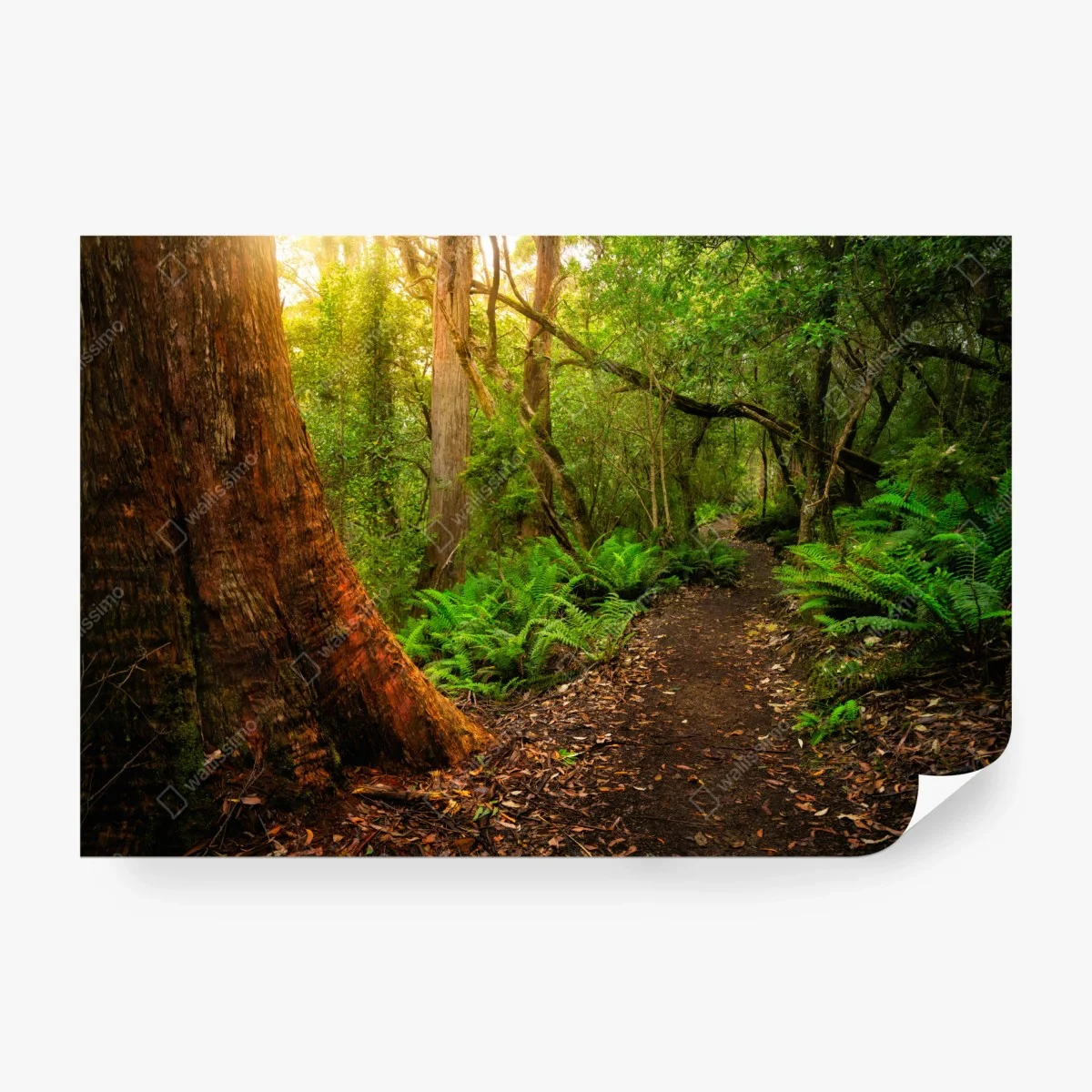 Papier peint sentier ancien dans la jungle jurassique de Tasmanie – Wallnifity®