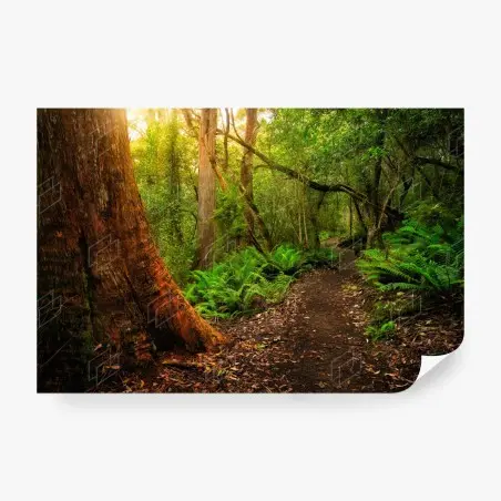 Papier peint sentier ancien dans la jungle jurassique de Tasmanie – Wallnifity®