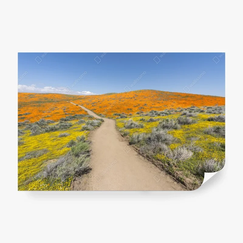 Papier peint chemin coloré à travers champs de coquelicots et fleurs sauvages – Wallnifity® Papier peint chemin coloré à travers champs de coquelicots et fleurs sauvages – Wallnifity®