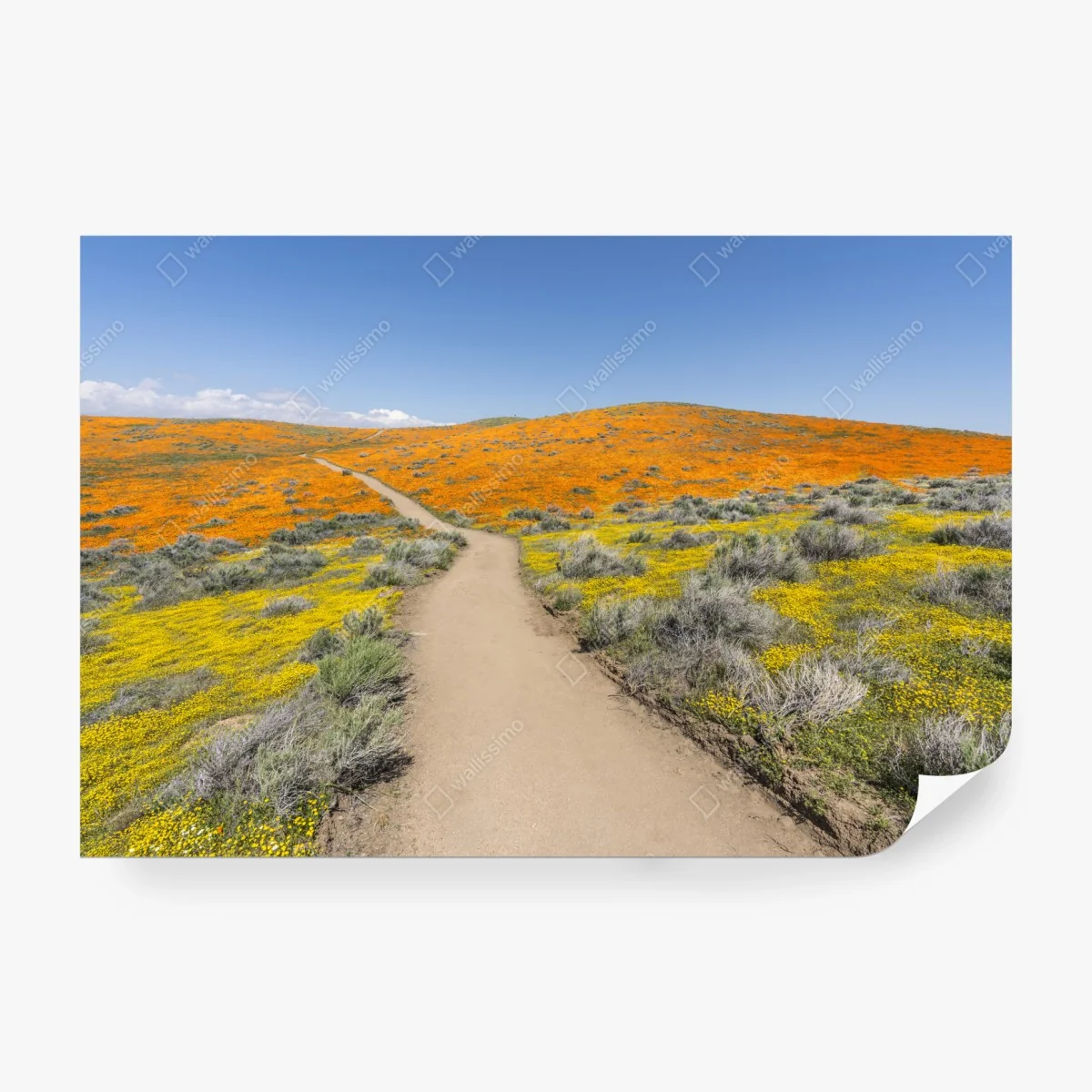 Papier peint chemin coloré à travers champs de coquelicots et fleurs sauvages – Wallnifity® Papier peint chemin coloré à travers champs de coquelicots et fleurs sauvages – Wallnifity®