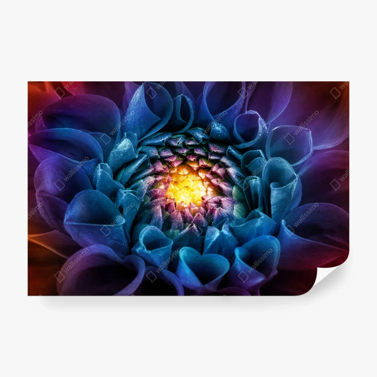 Papier peint éclat floral multicolore - chrysanthème en macro – Wallnifity® Papier peint éclat floral multicolore - chrysanthème en macro – Wallnifity®