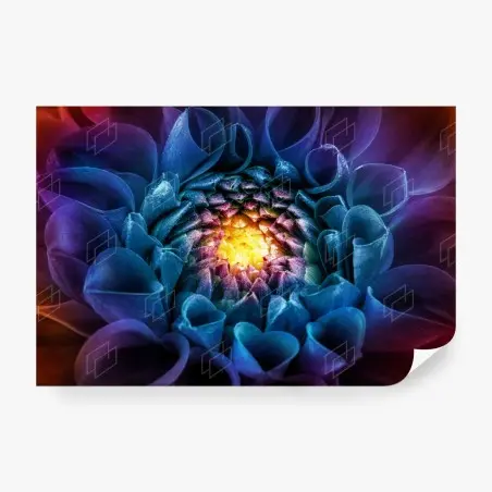 Papier peint éclat floral multicolore - chrysanthème en macro – Wallnifity®