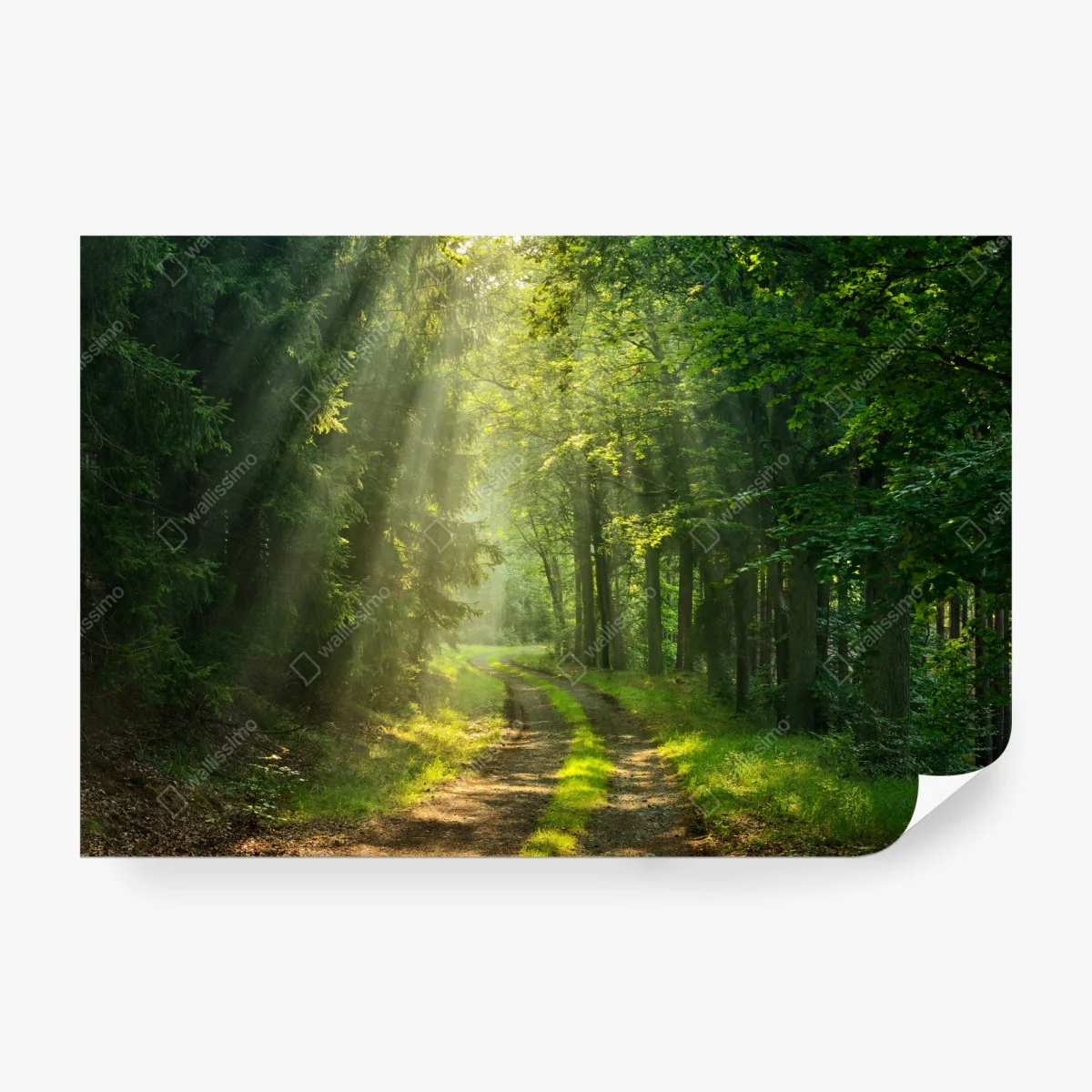 Papier peint chemin forestier baigné de lumière – Wallnifity® Papier peint chemin forestier baigné de lumière – Wallnifity®