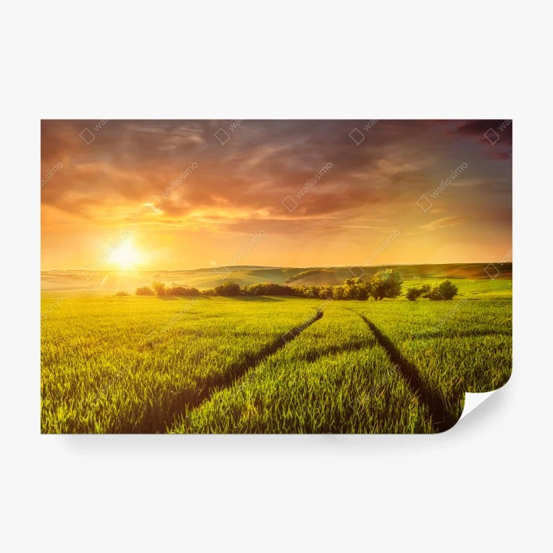 Papier peint champ doré au soleil couchant – Wallnifity®