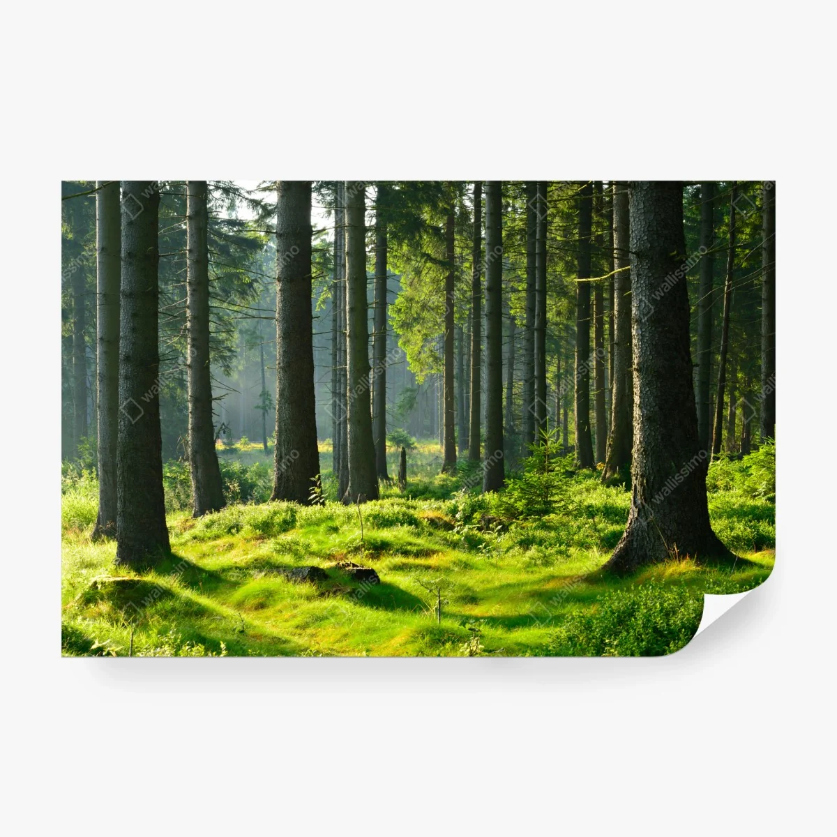 Papier peint forêt enchantée au petit matin – Wallnifity® Papier peint forêt enchantée au petit matin – Wallnifity®