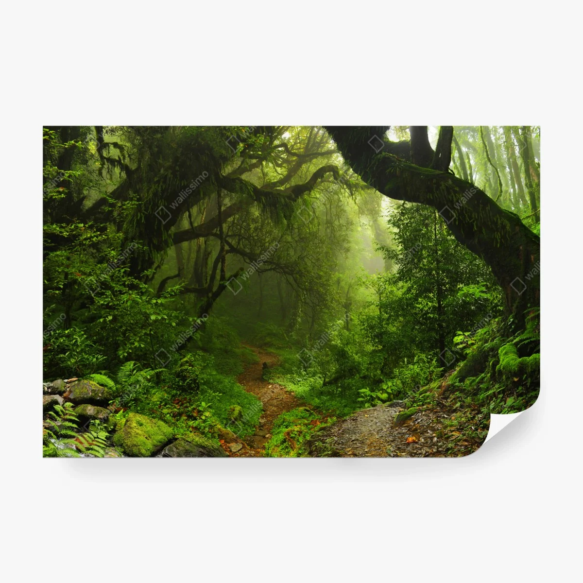 Papier peint sentier enchanté dans la forêt brumeuse – Wallnifity®