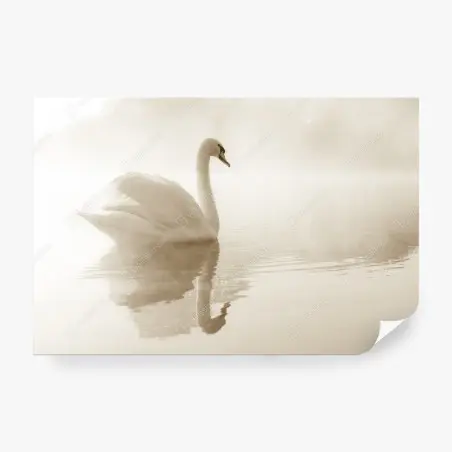 Papier peint cygne en brume : élégance sur l'eau – Wallnifity®