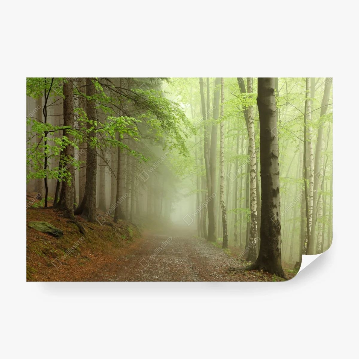 Papier peint sentier brumeux dans la forêt – Wallnifity® Papier peint sentier brumeux dans la forêt – Wallnifity®