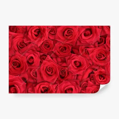 Papier peint motif de roses rouges en gros plan – Wallnifity®