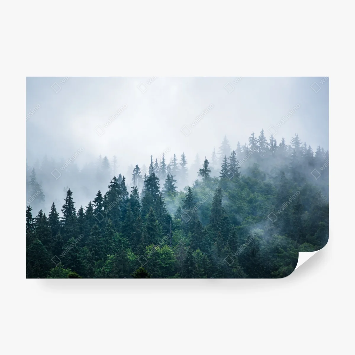 Papier peint brume sur la forêt de sapins – Wallnifity®