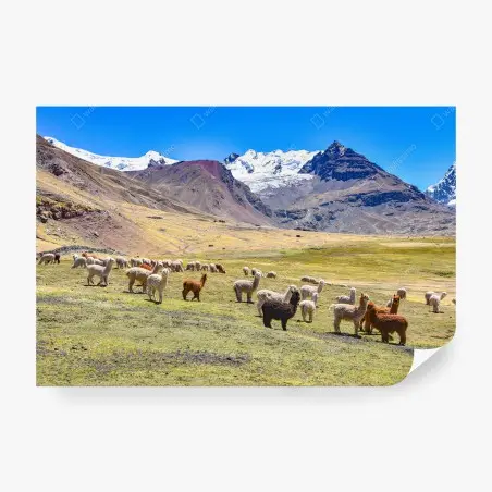 Papier peint alpagas et lamas au pied du mont Ausangate, Cusco – Wallnifity®